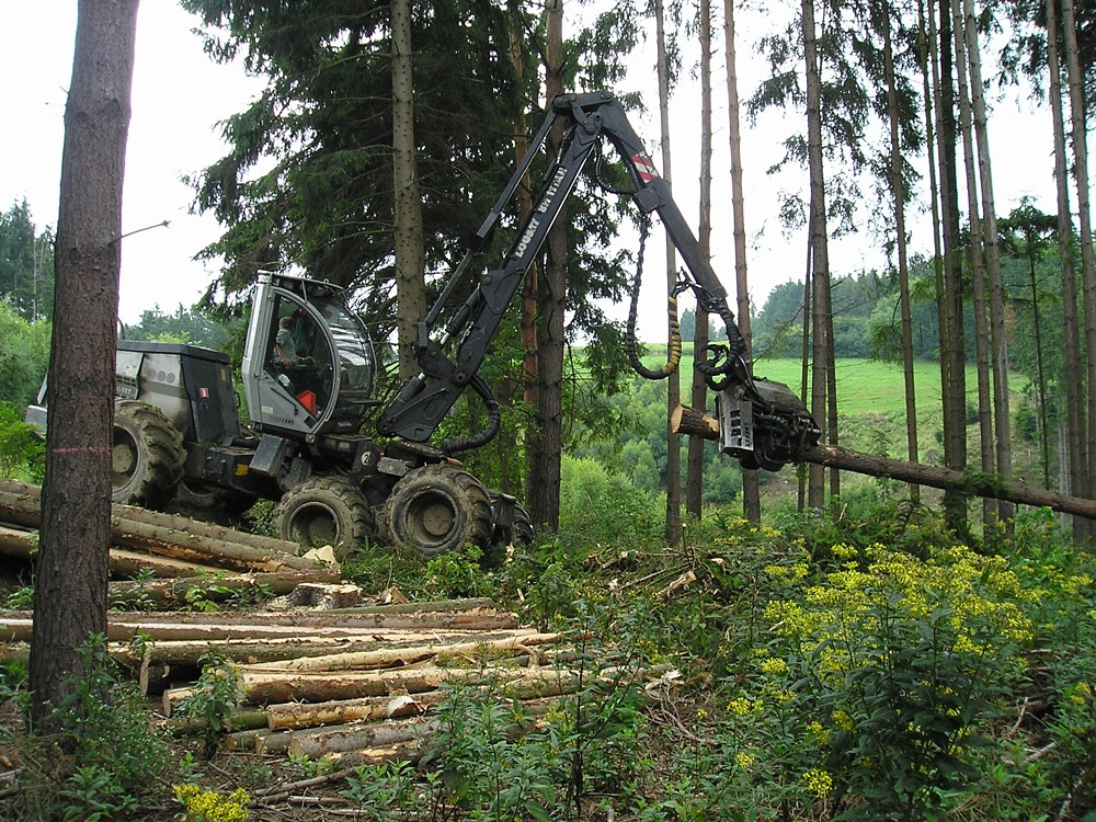 Proč je těžba dřeva a jeho další využití pro planetu přínosem?